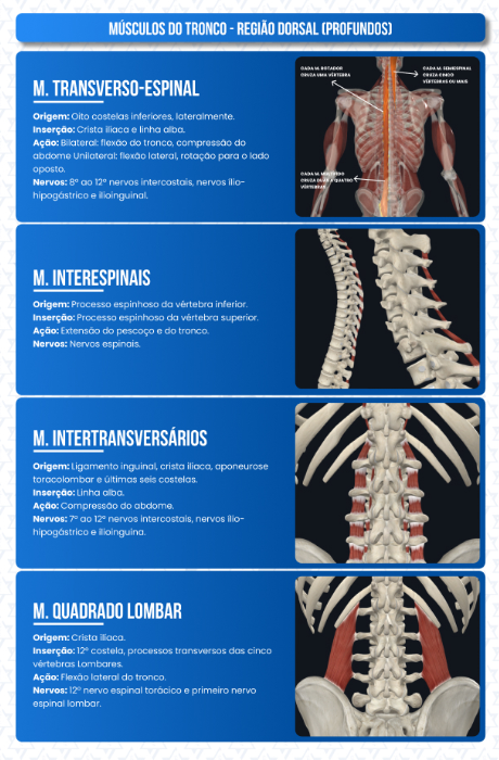 Extensores do Cotovelo – página do ebook