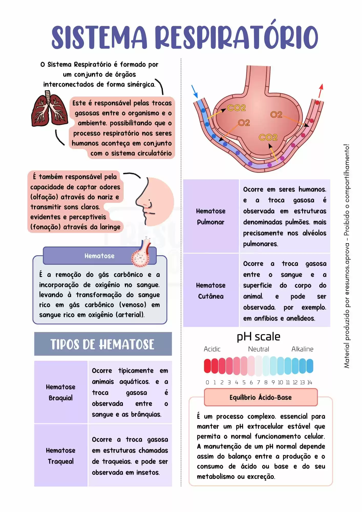 Amostra 12