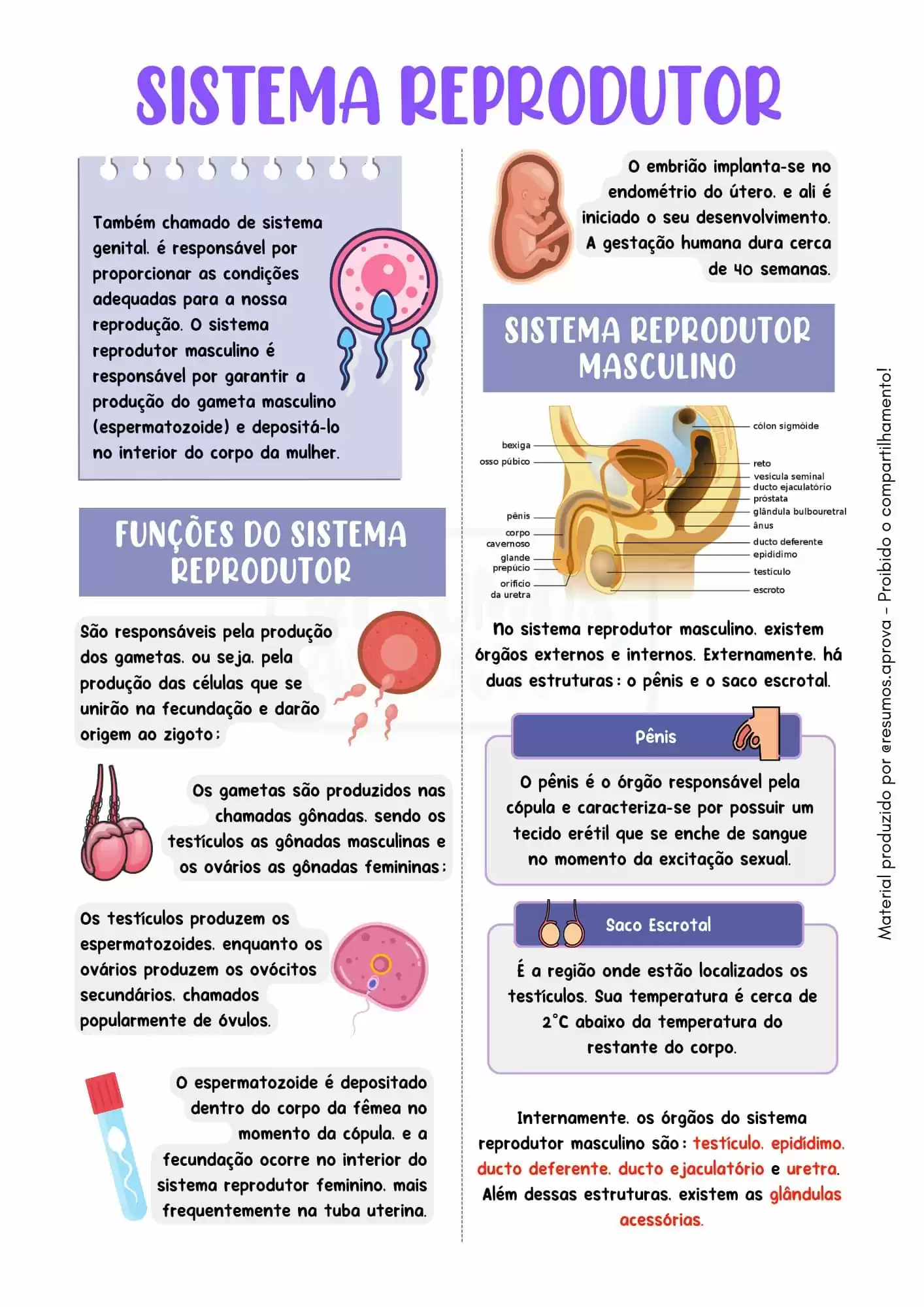 Amostra 10